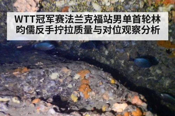 WTT冠军赛法兰克福站男单首轮林昀儒反手拧拉质量与对位观察分析（jiuyou game）